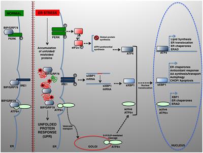 Frontiers | The Endoplasmic Reticulum Unfolded Protein Response in